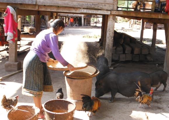 Explore Northern Laos Tours-Luang Prabang-Nongkhiau-Namkat yorlapa- Phongsaly-Luang Namtha-Muangsing-Houay Xai-Pak Beng-Luang Prabang