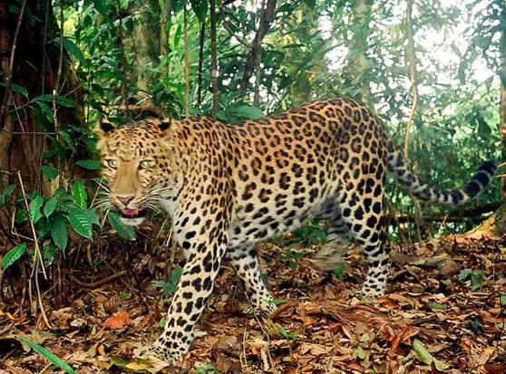 Classic Overland Laos Tours: Luang Prabang-Ou Cave-Nong Khiau-Muang Ngoy-Muang Hiam-Nam Nern Night Safari (Wildlife Watching)-Phonsavanh-Luang Prabang